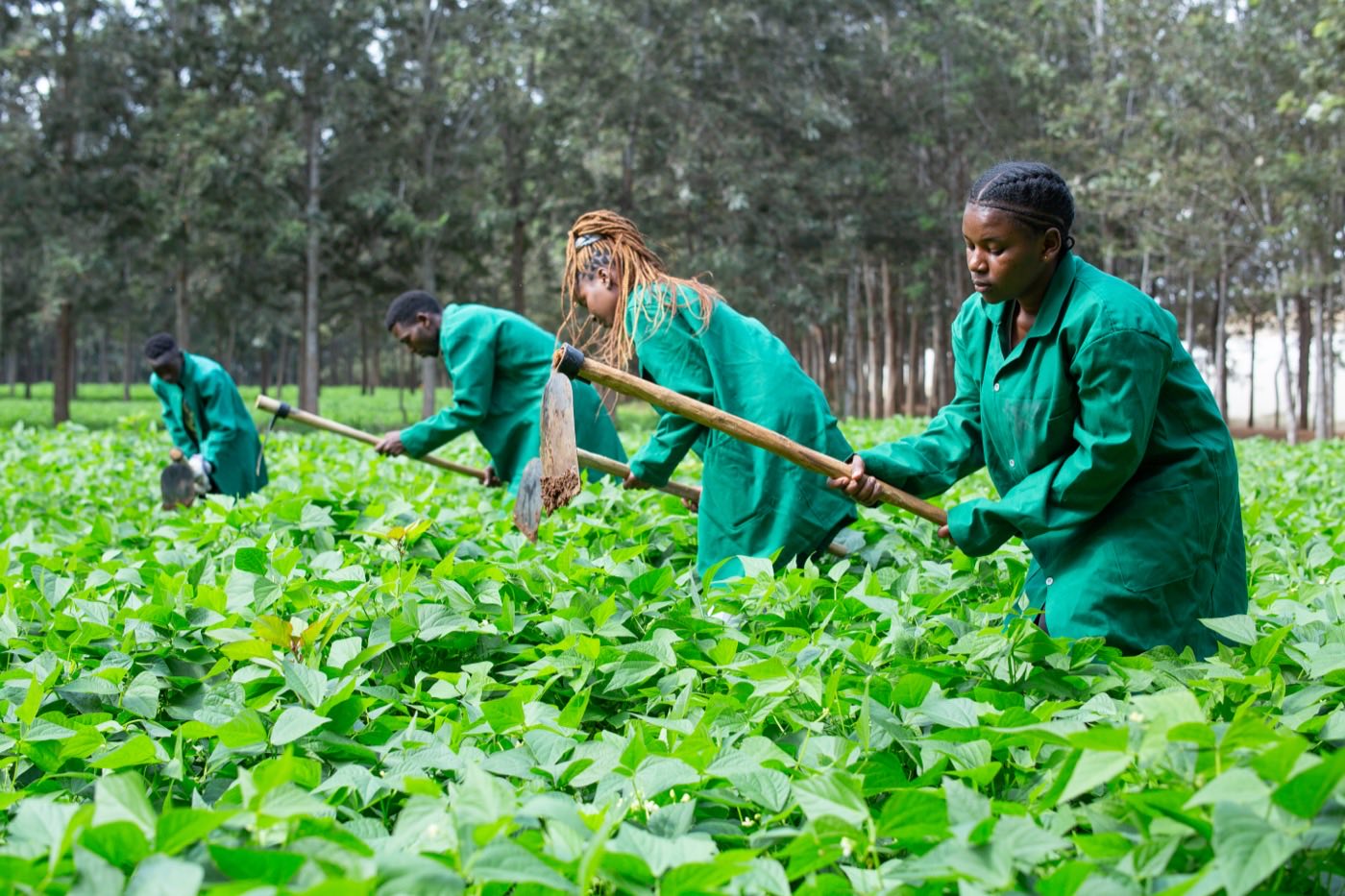 Faculty of Agriculture and Environmental Studies